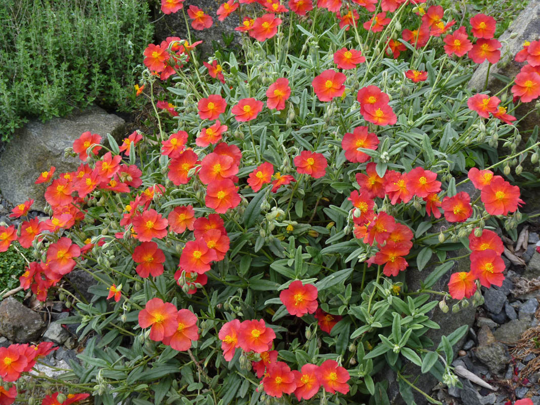 Helianthemum 'Fire Dragon' photo